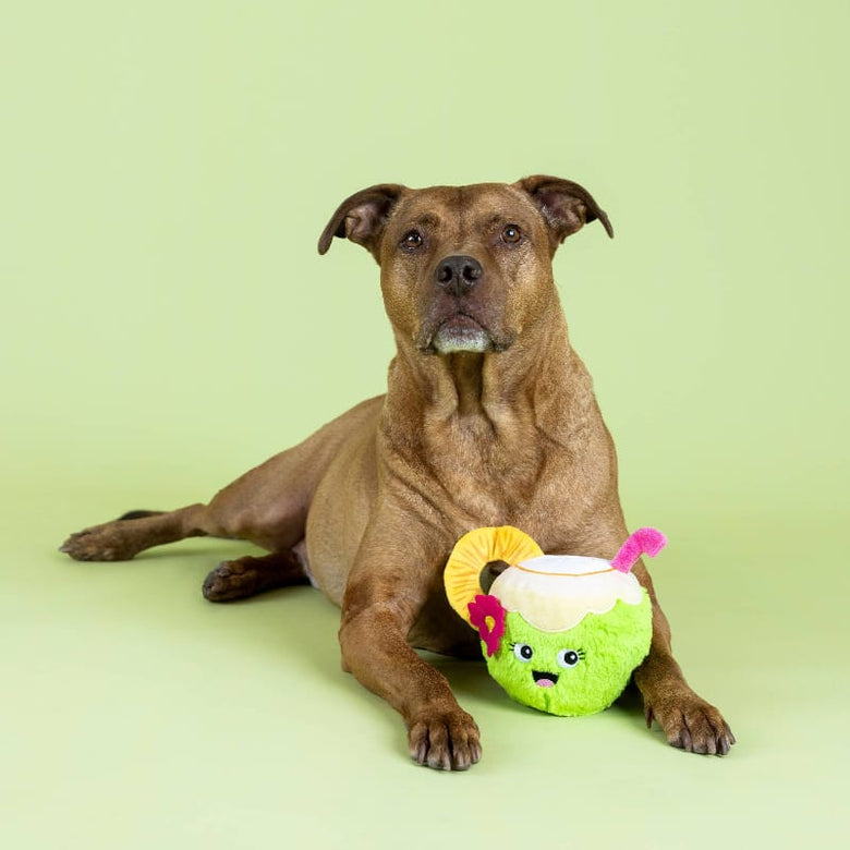 Petshop by Fringe Studio dog toys Coca-Nutz About You Plush Dog Toy