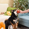 Hugsmart Products Inc dog toys Food Party Ham Ball Dog Toy