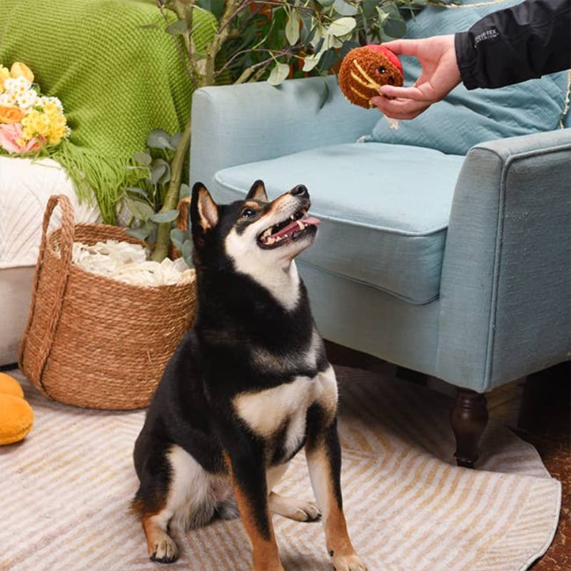 Hugsmart Products Inc dog toys Food Party Spaghetti Meatball Ball Plush Dog Toy