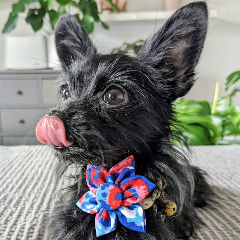 Huxley & Kent Bow Tie American Tie Dye Pinwheel Pet Collar Attachment - 2 Sizes