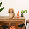 Hugsmart Products Inc dog toys Howloween Night Pumpkin Ale TPR Rubber Bottle Dog Toy