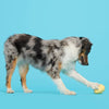 BARK dog toys Tough Chick Chicken Super Chewer Yellow Plush (with Hidden Toy Inside) Dog Toy - Sm