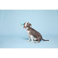 BARK dog toys Wallace the Walrus Plush Blue Squeak Dog Toy