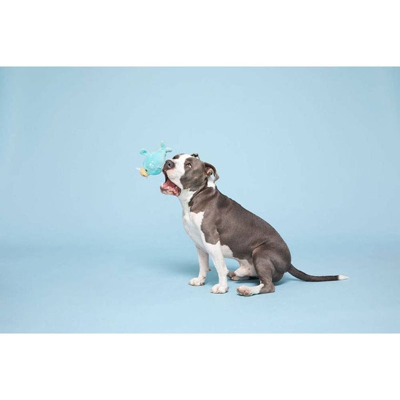 BARK dog toys Wallace the Walrus Plush Blue Squeak Dog Toy