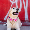 Huxley & Kent Bow Tie Love Pawtion #K9 Pink Red Pet Bow Tie - 3 Sizes