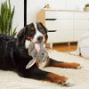 BARK dog toys Itty & Bitty the Bunny Slippers Plush Squeak Dog Toy - 2 Pc