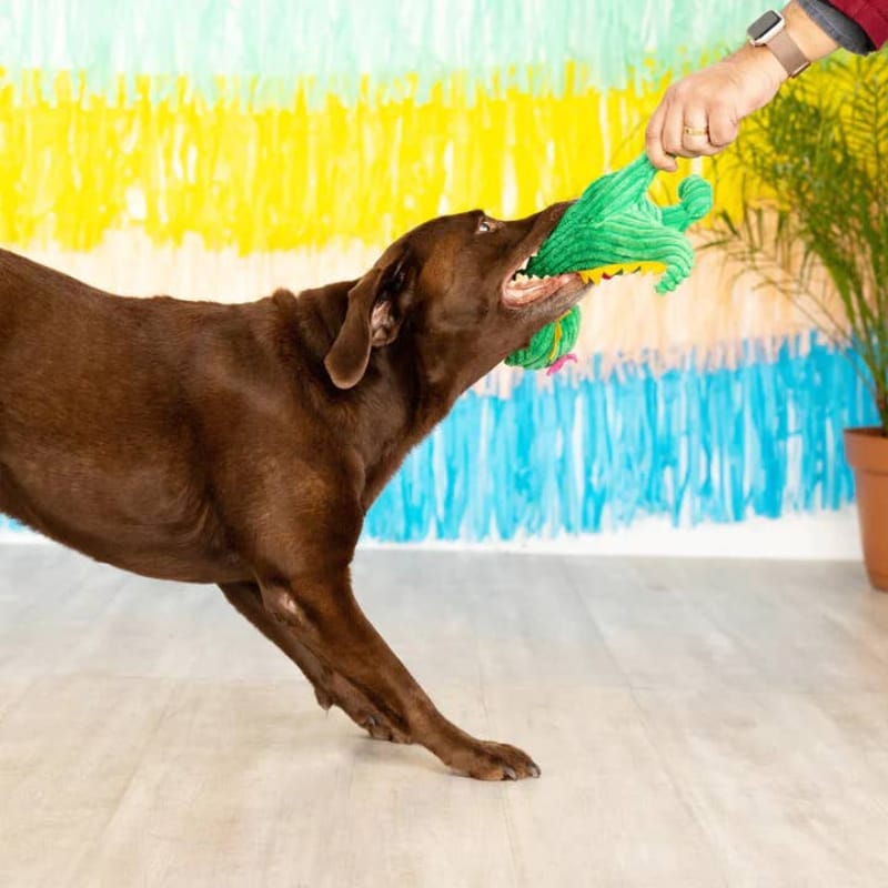 Pet Shop by Fringe Studio dog toys Thorny But Cute T Rex with Spring Flowers Plush Squeak Dog Toy