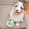 Zippypaws dog toys Blueberry Donutz Sprinkles Squeaky Dog Toy - 3 Sizes