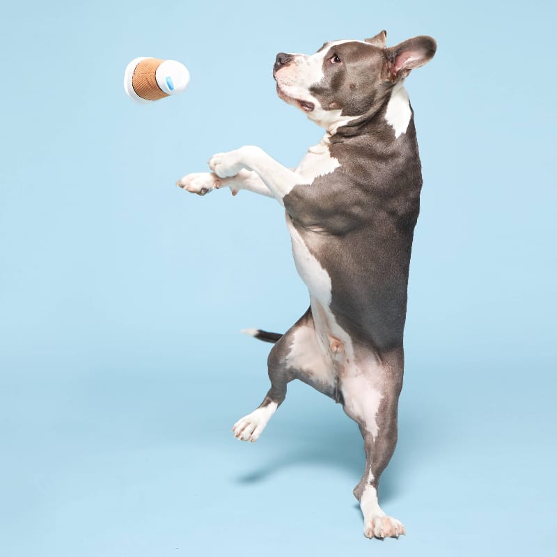 BARK dog toys Cup Of Bark Roast Plush Squeaky Dog Toy