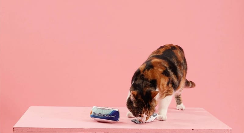 Pet Shop by Fringe Studio Cat Toys Tuna Right Meow Cat Toy Set - 2pc