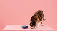 Pet Shop by Fringe Studio Cat Toys Tuna Right Meow Cat Toy Set - 2pc