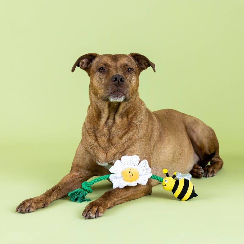 Petshop by Fringe Studio Dog Toys I'm Pollen For You! Bee & Flower Rope Plush Squeak Dog Toy Set