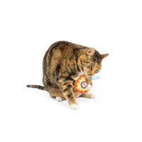 Turkey Flinger Fall Season Plush Cat Toy