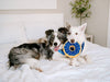 ZippyPaws dog toys Hanukkah Blue Donutz Sprinkles Squeaky Dog Toy