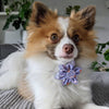 Huxley & Kent Bow Tie Funny Bunny & Carrots Purple Pinwheel Dog Collar Attachment - 2 Sizes