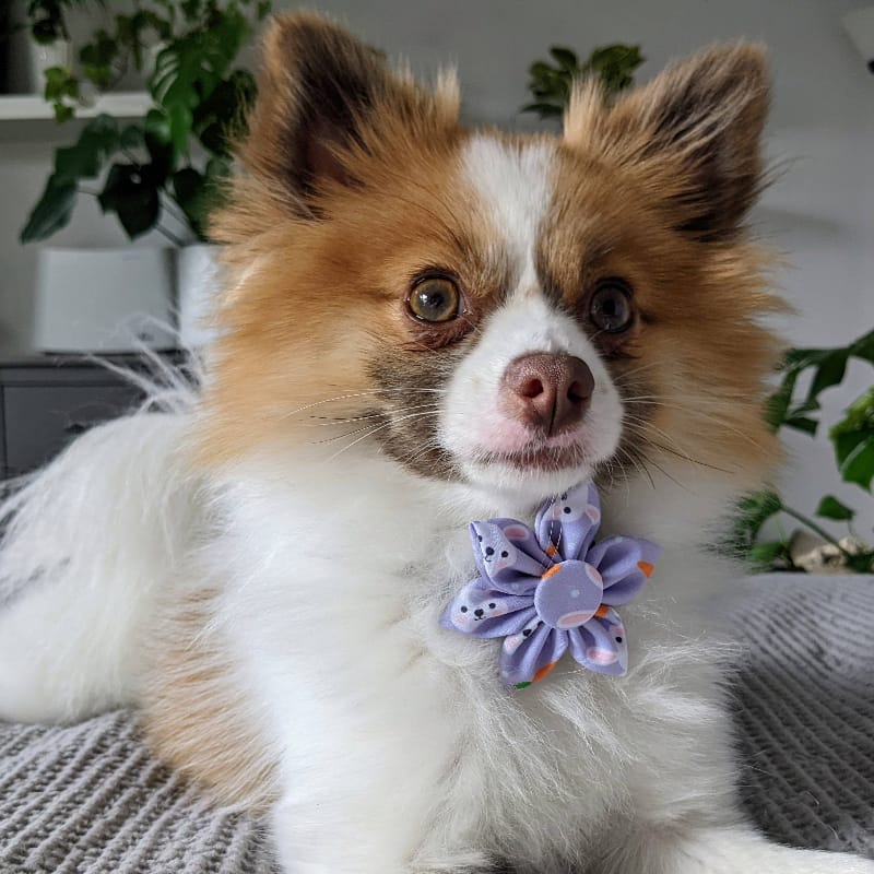 Huxley & Kent Bow Tie Funny Bunny & Carrots Purple Pinwheel Dog Collar Attachment - 2 Sizes