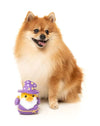 FuzzYard dog toys Sirius Quack Magical Purple Duck Plush Squeak Dog Toy - 2 Sizes