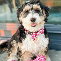 Huxley & Kent Bow Ties Red Kisses Love Bow Tie Pet Collar Attachment - 3 Sizes