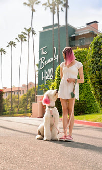 Neighborwoof COLLARS Beverly Hills Green Handcrafted Leather with Gold Hardware Dog Collar