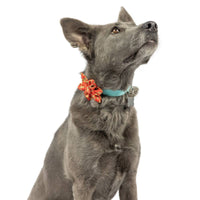 Christmas Holiday Happy G-Man Pinwheel Pet Collar Attachment - 2 Sizes