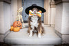 Halloween Tricks for Treats Fall Plush Squeaky Bone Dog Toy
