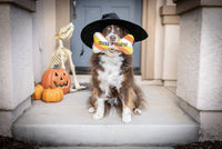 Halloween Tricks for Treats Fall Plush Squeaky Bone Dog Toy