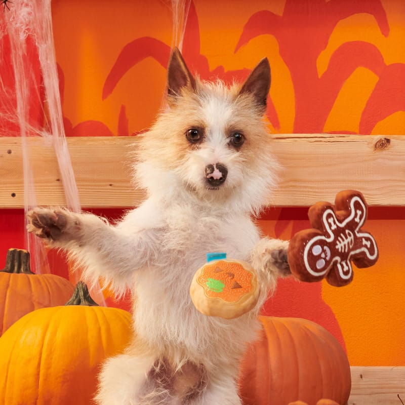 BARK dog toys Halloween Spookie Cookies Plush Squeak Dog Toy Set - 2 Pc