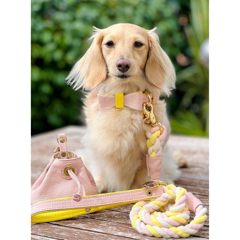 PoisePup Collars Luxury Leather Dog Collar Sweetest Thing (Pink / Yellow)