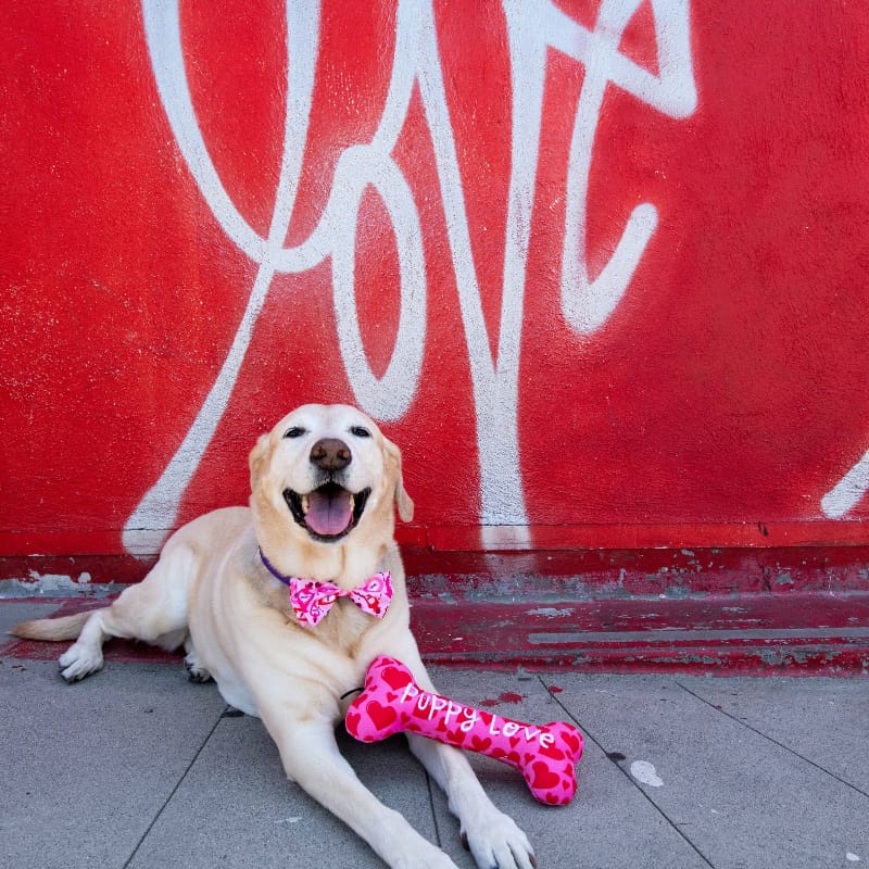 Huxley & Kent Bow Tie Love Pawtion #K9 Pink Red Pet Bow Tie - 3 Sizes