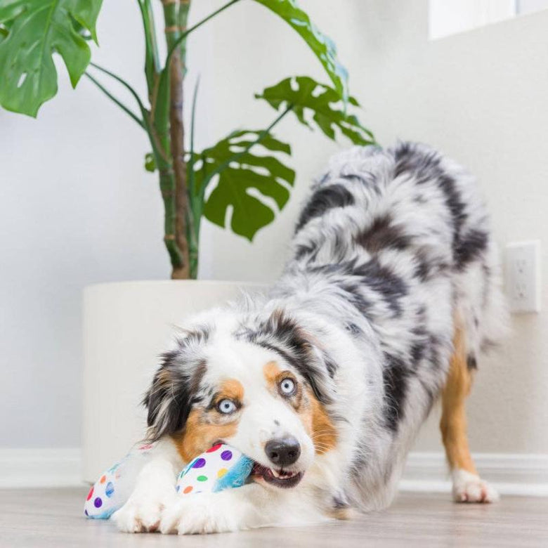 Huxley & Kent dog toys It's My Barkday Bone (Double Sided) For Dogs - 2 Sizes