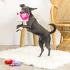 Pet Shop by Fringe Studio dog toys Love Connection Plush Squeak Dog Toy Set - 3 Pc