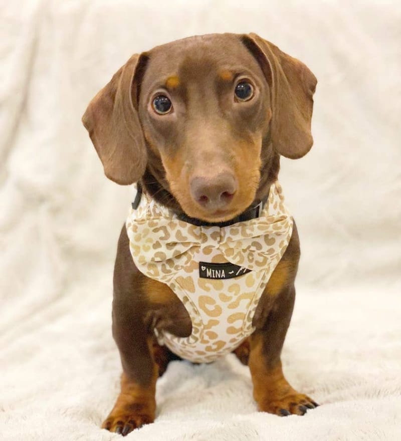 Mina + Pup Bow Tie You're So Golden Leopard Gold Bow Tie Dog Collar Attachment