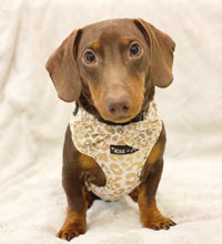 Mina + Pup Bow Tie You're So Golden Leopard Gold Bow Tie Dog Collar Attachment