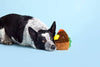 BARK dog toys Super Chewer Fowl Play Rooster Interactive Plush Rubber Treat Dog Chew Toy