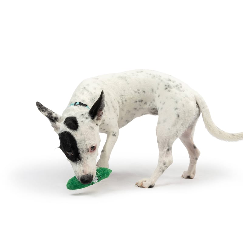 Huxley & Kent Dog Toys Tiny Tuff Green Dell Pickle Plush Squeak Dog Toy
