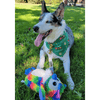 SnugArooz dog toys Hootie the Owl Rainbow Plush Dog Toy - 8"