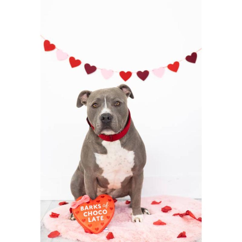 Pearhead, Inc. dog toys Valentine's Barks of Chocolate Heart Plush Squeak Dog Toy
