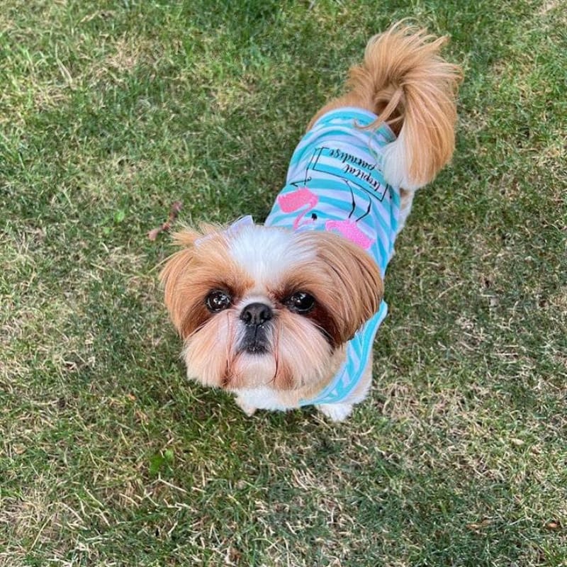 Parisian Pet® Tee's Pink Flamingos Tropical Paradise Blue Stripe Dog T-Shirt