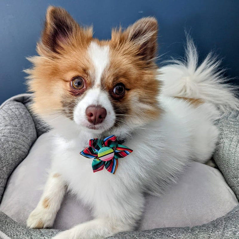 Huxley & Kent Bow Tie Serape Stripe Colorful Pinwheel Pet Collar Attachment -2 Sizes