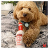 PAWTY Dog Toys dog toys Pawty Smirruff Ice Bottle Plush Squeaky Dog Toy