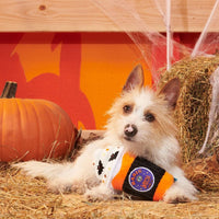 BARK dog toys Halloween Spooky Boo Brew Plush Squeak Dog Toy