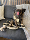 Mina + Pup Bow Tie You're So Golden Leopard Gold Bow Tie Dog Collar Attachment