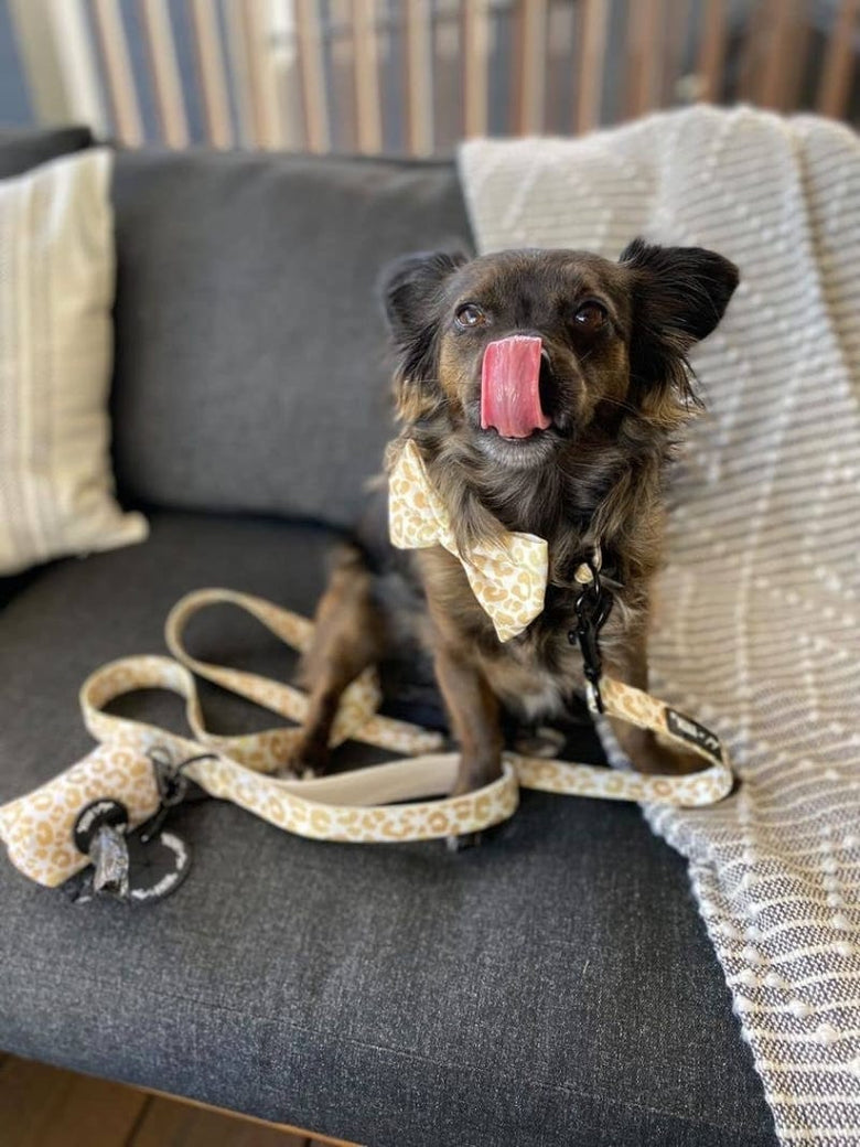 Mina + Pup Bow Tie You're So Golden Leopard Gold Bow Tie Dog Collar Attachment