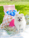 Specks and Pets dog toys Acqua Pawna Bottle Plush Squeak Dog Toy