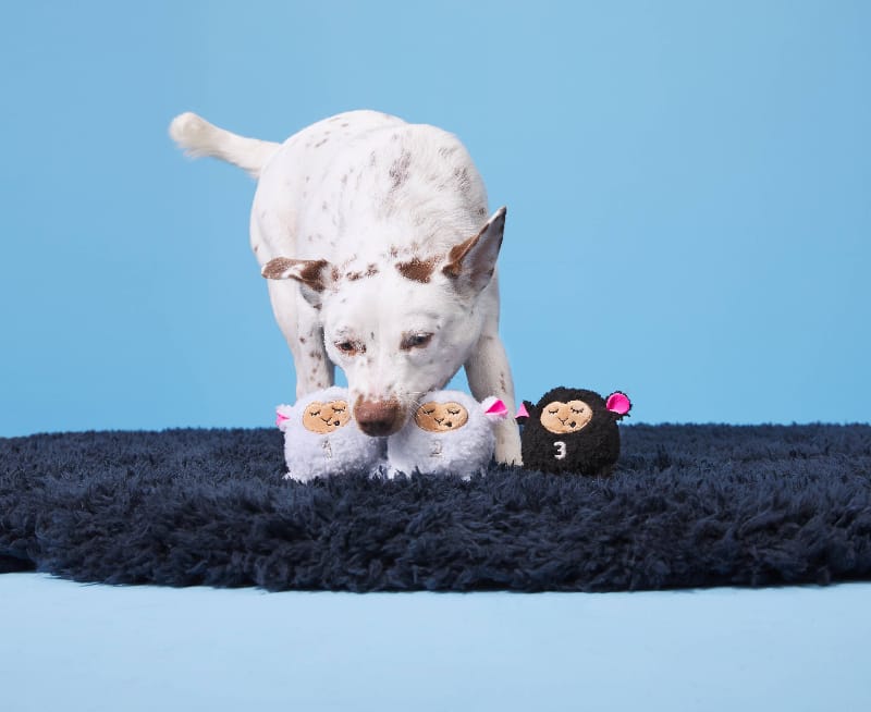 BARK dog toys Baa Baa Bark Sheep Counting Plush Squeak Dog Toy Set - 3 Pc
