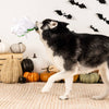 Petshop by Fringe Studio dog toys Keepin' It Under Wraps Mummy Rex Plush Squeak Dog Toy
