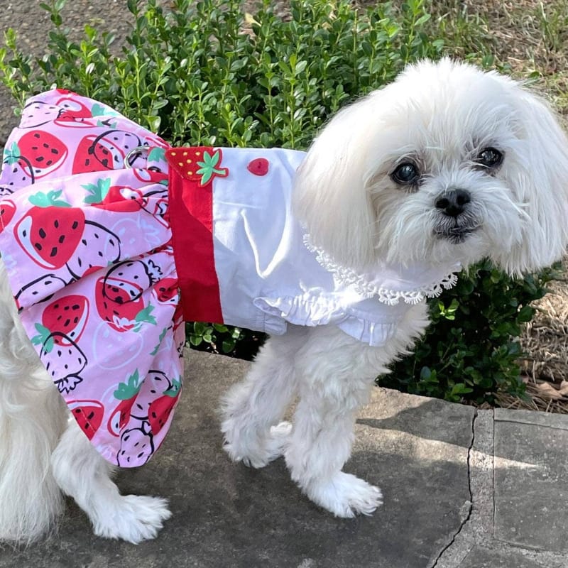 Doggie Design Dog Apparel Strawberry Picnic Dog Harness Dress with Matching Leash