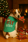 Parisian Pet Tee's Elf Size Green Christmas Holiday Embroidered Dog T Shirt