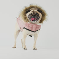 Urban Pink Dog Parka