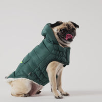 Super Puff Teal Dog Parka